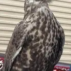 حر اصيل عرض 17 في طول 17 العمر