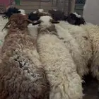 جذعات نعيمي جبرفل شحم واطرف تمايم