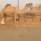 قعود. رباع. على   غرنوق منتج. موقع عفيف