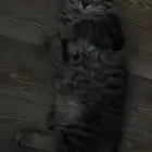 للبيع كيتن ذكر شيرازي