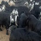 المهد