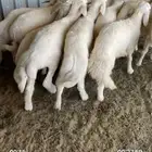 بهم حري نضيف مراح العدد 14