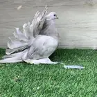 رقاص امريكي