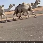لقحات طيبه وعلى فحول طيبه