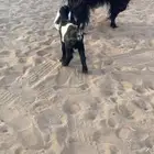 عارضيه متبع رباع