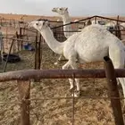 قعدان مزاين