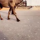 الفحل الأصفر ولد عرنون