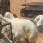 طليان حري