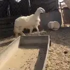 رخل صفرا كفو
