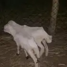 للبيع ثنتين رخيل تربيه