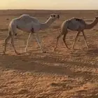 سلام عليكم بكره طيبه مفروده وضحاء