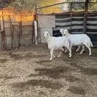 ضان دفييع صنف للبيع