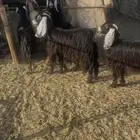 معزا عوارض