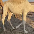 حشوان فل قعودين وبكرتين غرب الصرار