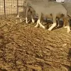 خاروف حري صنف يقرع شرط