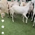 معزا مشاريك 11 بفحلها