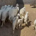 9 تحتها 9