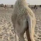 حاشي قصب مقفل