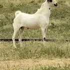فحل بيشي صنف