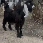 تبي عارضي لباني ذبيحه طيبه