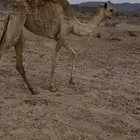 بكره