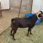 تيس فحل مشروط