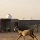 حصان شعبي للبيع على السوم