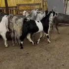 تيوس جذعان