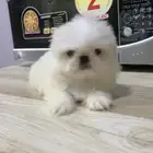 mini sitzu