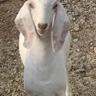 جفره بيضاء بياض صافي