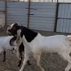 فحل هولندي صنف مشروط