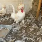 طقم دجاج بولش
