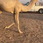 مفرودة شقحة