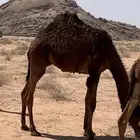 حوار عمره 7 شهور