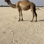 متلي
