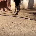 فحل حجازي ناسي خصم تعريف قوي