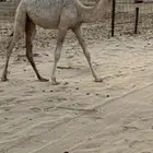 بكره