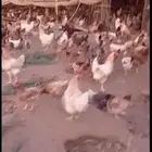 فرصة للي يدور الدجاج البياض فرنسي كولمبي فيومي وبلدي مهجن