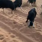 للبيع مراح نجد ومعزاء