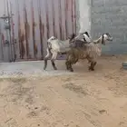 معزا صفر