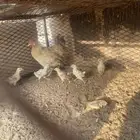 دجاجه بلديه مفرخه