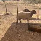 غنم نعيم متابيع العدد 30 تحتها 30 شرق الدوادمي