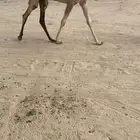 بكره مفروده طيبه