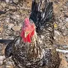 دجاج للبيع