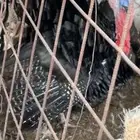دجاج رومي