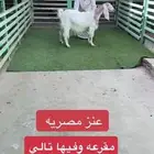 عنز مصريه ديد طيب