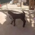 دواغير حجازية معرفة خصم امهات نوادر