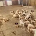 للبيع كلاب الصامل بس يتواصل