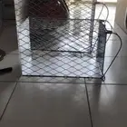 مصيده قطط قطاوي قطه