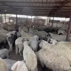 يا بلاش روماني شحم ولحم